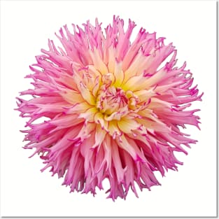 Hot Pink Dahlia Flower Posters and Art